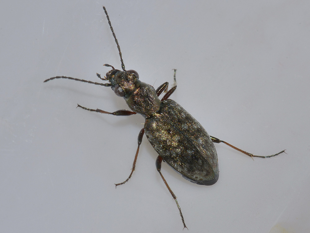 Asaphidion caraboides